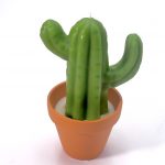 boutique gnooss bougie cactus made in france